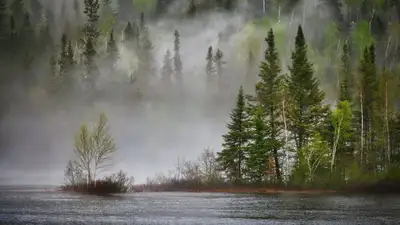 Архаров и степную кошку сняли на видео в заповеднике Туркестанкой области, фото - Новости Zakon.kz от 13.03.2023 09:51