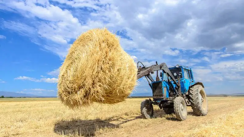 В Павлодарской области впервые субсидировали корма для мелких и средних сельхозформирований