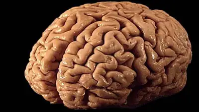 Wikimedia Commons, фото - Новости Zakon.kz от 12.02.2020 10:16