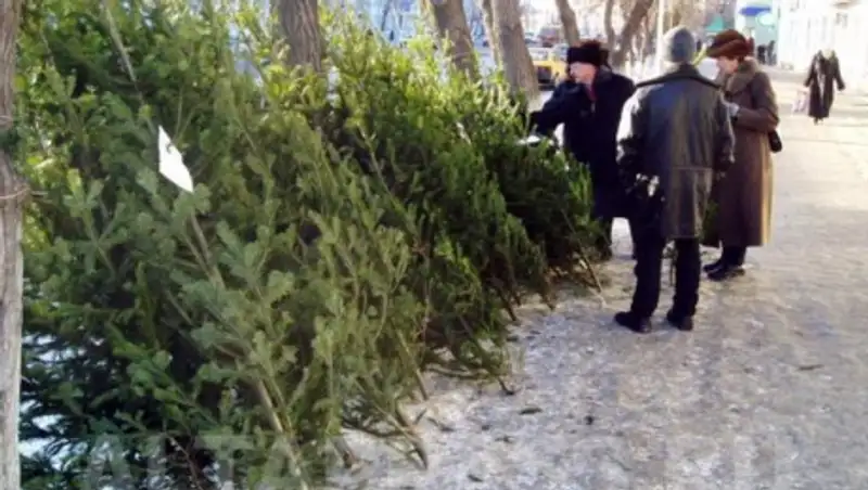 В ВКО проводятся мероприятия в защиту елей в канун Нового года