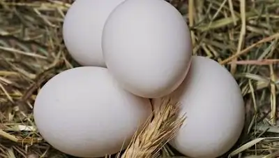 pixabay, фото - Новости Zakon.kz от 08.08.2021 09:22