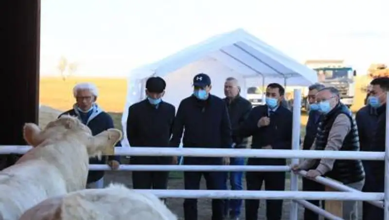 Меры господдержки позволили фермерам Актюбинской области увеличить поголовье скота