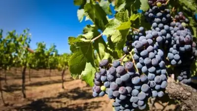 Самат Мырзалиев, фото - Новости Zakon.kz от 18.09.2018 09:39