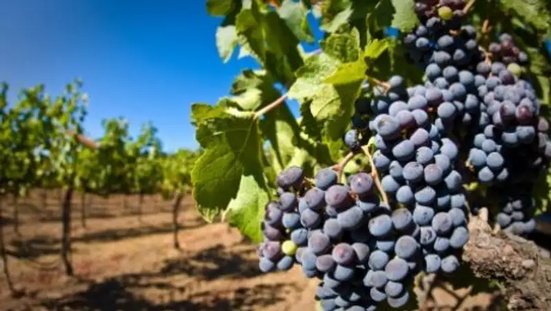 В Туркестанской области собрали 76,8 тысяч тонн плодоовощной продукции