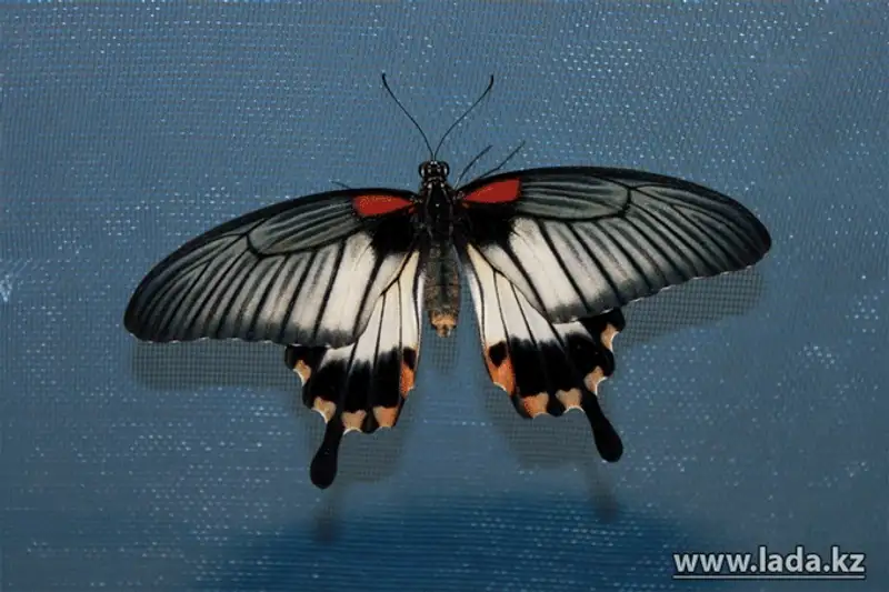 Выставка живых бабочек открылась в Актау (фото), фото - Новости Zakon.kz от 24.11.2013 17:03