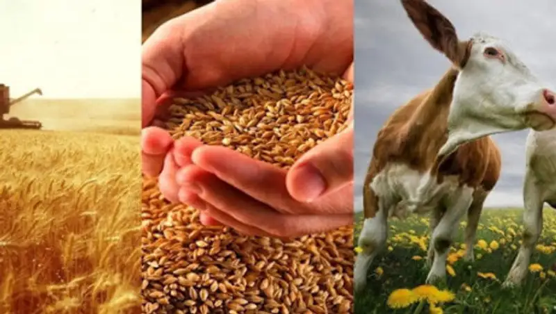 Создать Аграрный телеканал предлагают в Казахстане