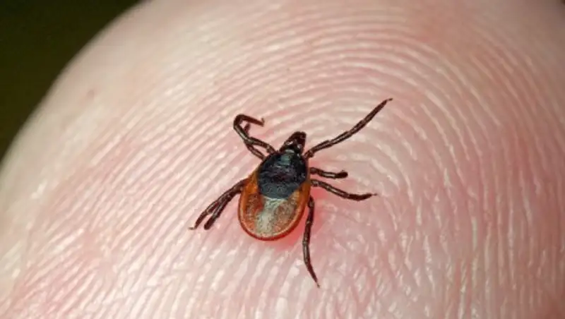 Врач оценила угрозу распространения нового "смертельного вируса" из Китая