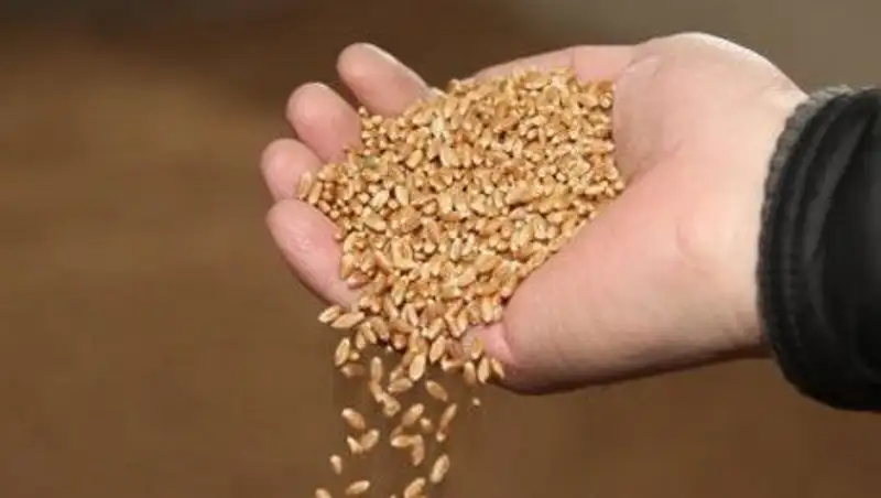 В Казахстане определили сумму, необходимую для закупа зерна 