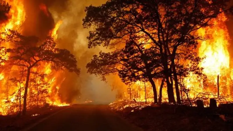 На севере Калифорнии лесным пожаром уничтожены почти 30 строений  