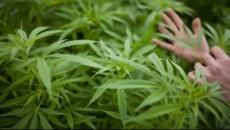 Более 180 случаев незаконного оборота наркотиков выявили в Казахстане