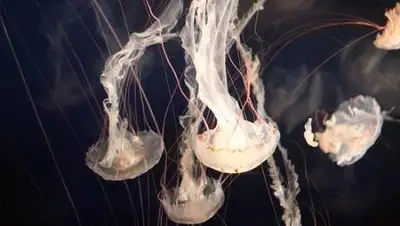 pixabay, фото - Новости Zakon.kz от 10.09.2021 07:13