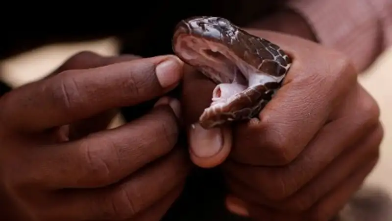 Пытаясь спастись от укуса змеи, женщина погибла под коровьим навозом