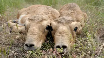 ascania-nova.org, фото - Новости Zakon.kz от 06.11.2019 13:19