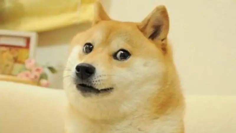 Мемная криптовалюта выросла в цене на 500% благодаря соцсети