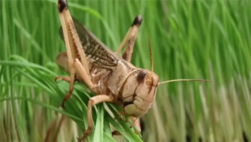 На борьбу с саранчой в Актюбинской области выделено более 500 млн. тенге
