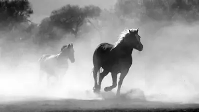 pixabay.com, фото - Новости Zakon.kz от 18.09.2019 18:54