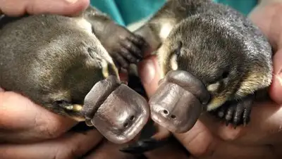 Zakon.kz, фото - Новости Zakon.kz от 18.10.2017 11:18