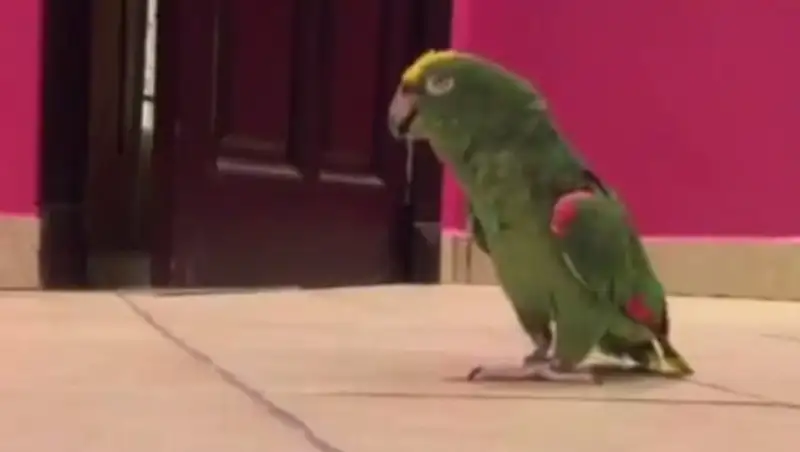 Попугай, смеющийся адским смехом, стал звездой YouTube  