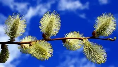 Zakon.kz, фото - Новости Zakon.kz от 03.04.2017 16:37