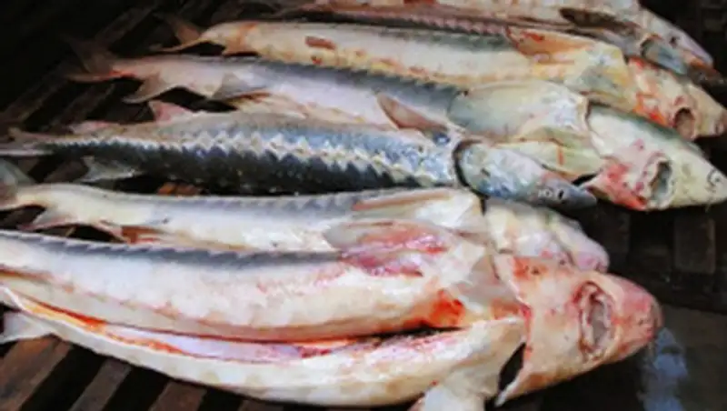 Казахстанец пытался незаконно ввезти в Россию 50 килограмм рыбы