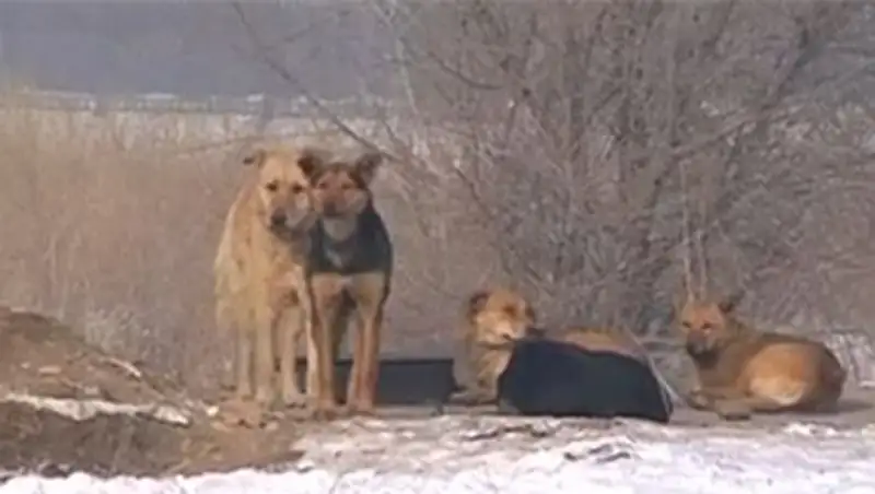 Усть-каменогорцы выходят на улицу с палками, чтобы отбиваться от собак