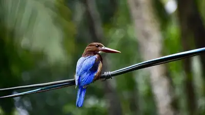 птица, фото - Новости Zakon.kz от 30.09.2023 09:10