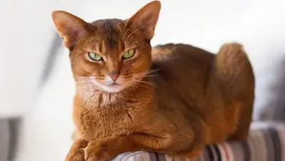 Zakon.kz, фото - Новости Zakon.kz от 25.11.2017 06:26