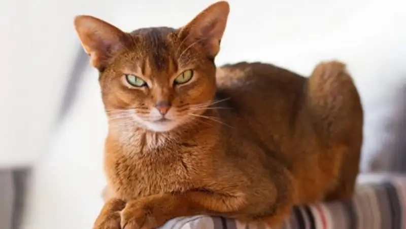 В Украине кошка задушила трехмесячного младенца