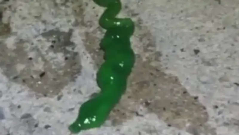 Странное существо, похожее на синтетического червя-мутанта, обнаружили на Тайване