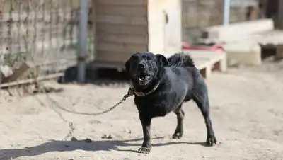 приют, фото - Новости Zakon.kz от 11.08.2022 18:13