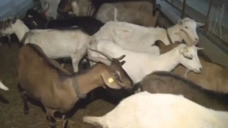 А&#1179;т&#1257;белік к&#1241;сіпкер асылт&#1201;&#1179;ымды ешкі басын к&#1257;бейтуді &#1179;ол&#1171;а алды