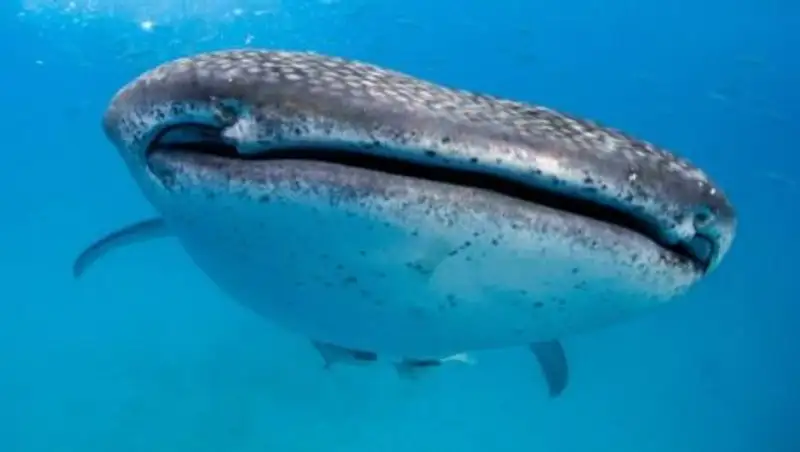 Участниц конкурса красоты раскритиковали за купание с акулами