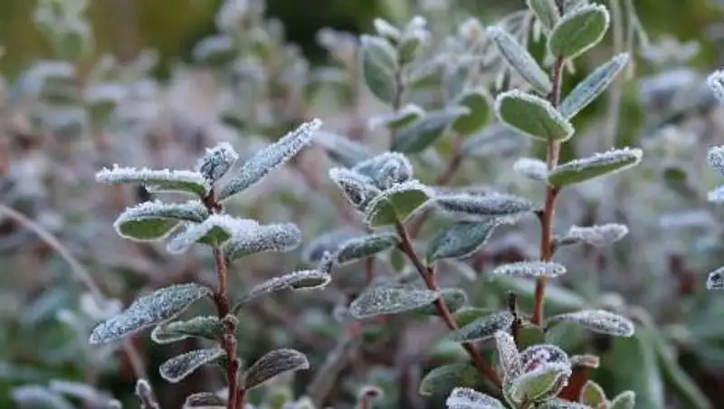 На юге Казахстана похолодает до 3 градусов