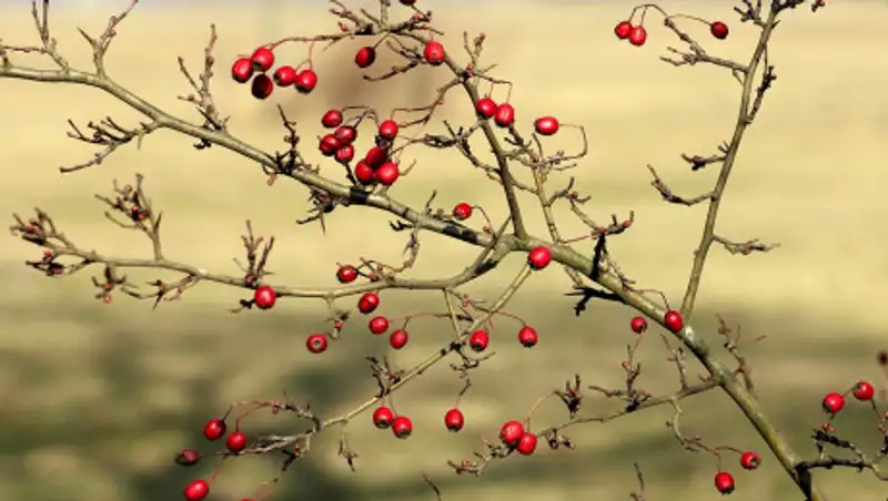 В Караганде посадят семена, побывавшие в космосе