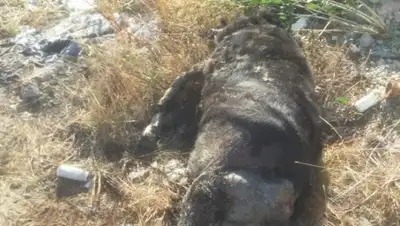 Сакен Дилдахмет/Facebook, фото - Новости Zakon.kz от 26.09.2019 10:10