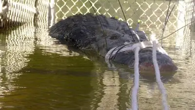 © AP Photo / NT Department of Tourism and Culture, фото - Новости Zakon.kz от 11.07.2018 00:45