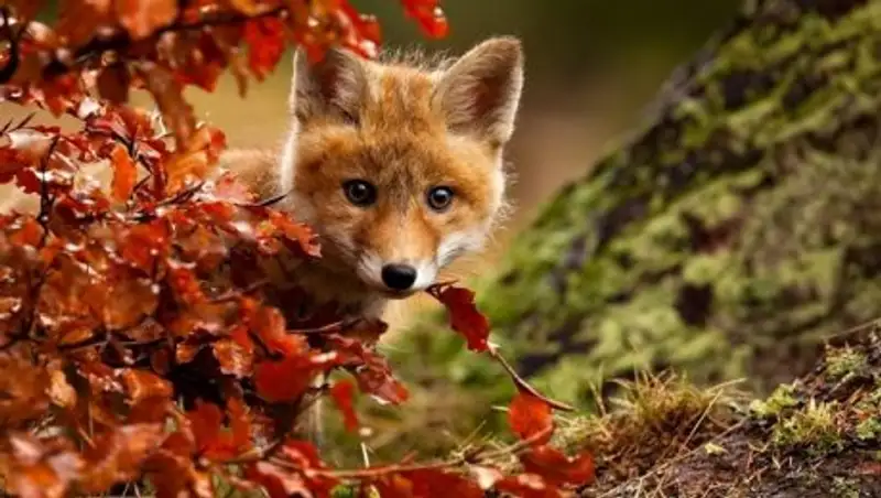 Дожди и туман в субботу обещают казахстанцам синоптики