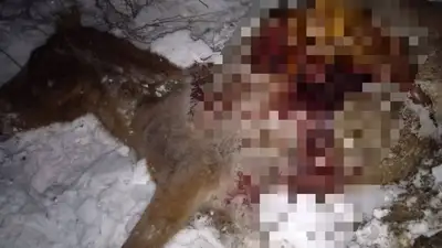 32 лошади сбил грузовой поезд в Акмолинской области, фото - Новости Zakon.kz от 27.02.2023 13:32