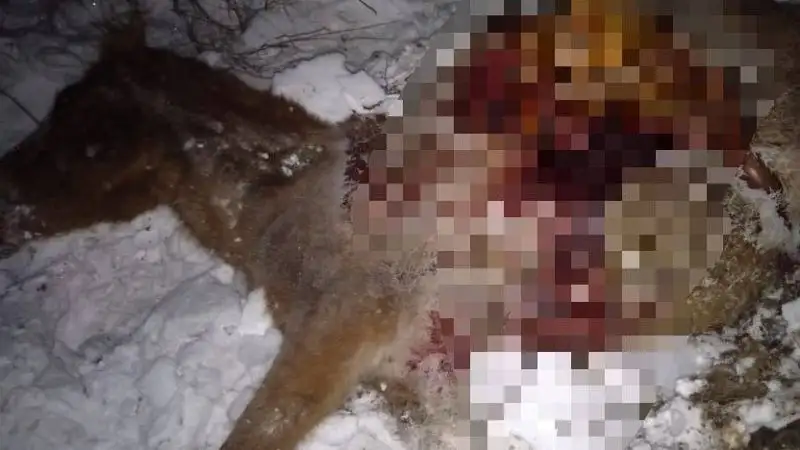 32 лошади сбил грузовой поезд в Акмолинской области