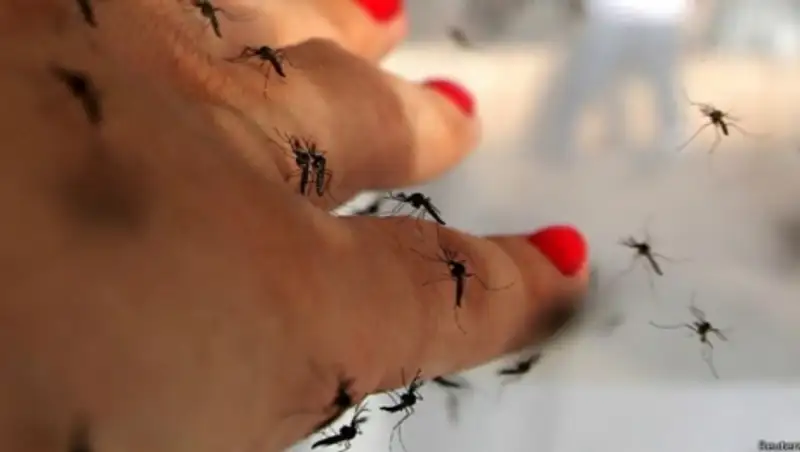 Ученые: гены определяют, кого комары кусают чаще
