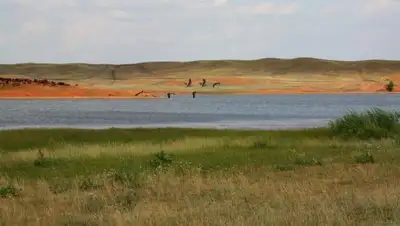 smeda.kz, фото - Новости Zakon.kz от 20.02.2019 16:29