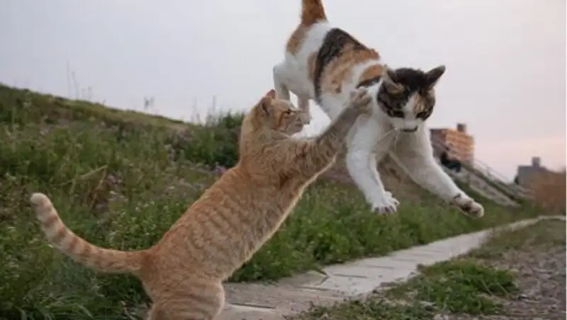 Кото-острова Японии и те, кто гуляет сам по себе