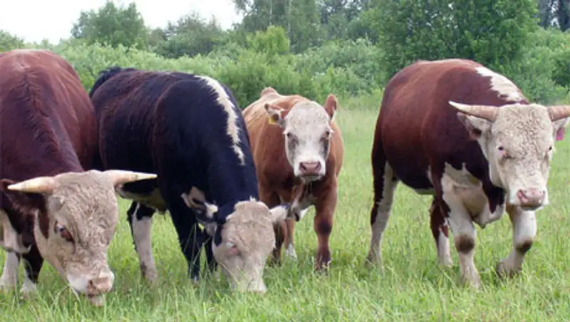 Малазийская компания намерана создать 500 фермерских хозяйств в Жамбылской области