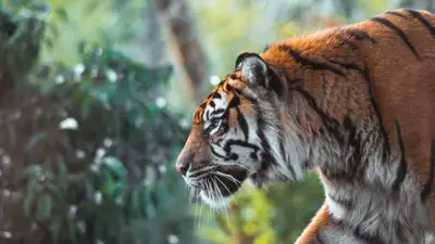 Впервые за 15 лет в Карагандинском зоопарке родились тигрята