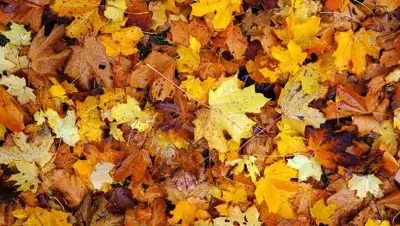 pixabay.com, фото - Новости Zakon.kz от 21.09.2021 16:10