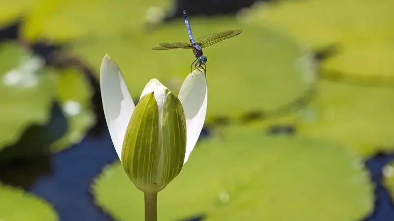 Субботний гороскоп для всех знаков зодиака