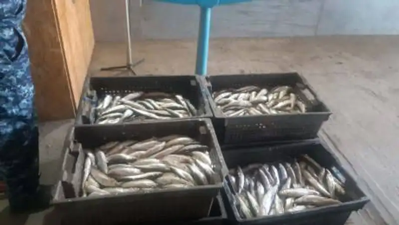 Свыше восьми тонн рыбы изъяли у браконьеров в ВКО