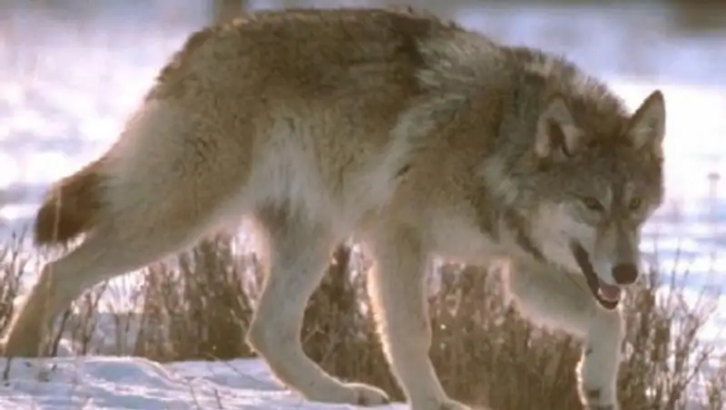 Охотники на снегоходах давят волка 