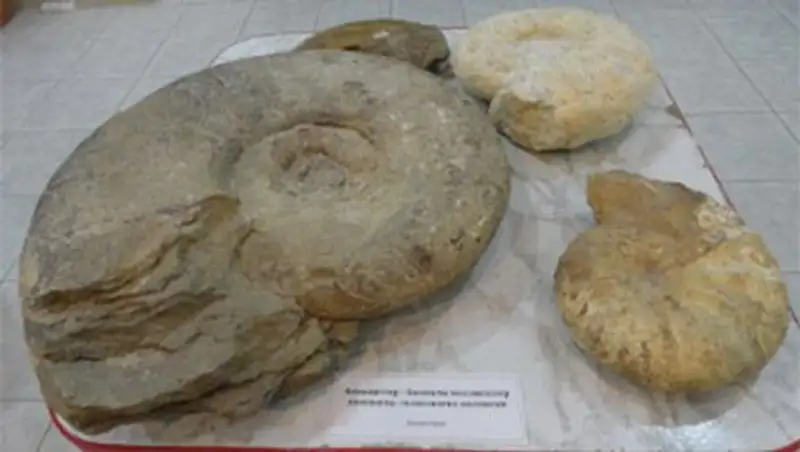 На выставке в Актау представлены моллюски возрастом 500 млн. лет