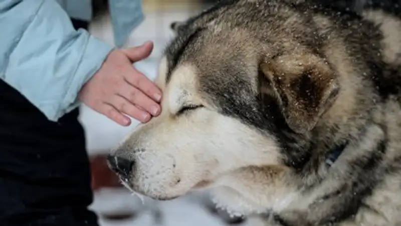 Собаки защищают детей от развития ожирения и аллергии, сообщили ученые